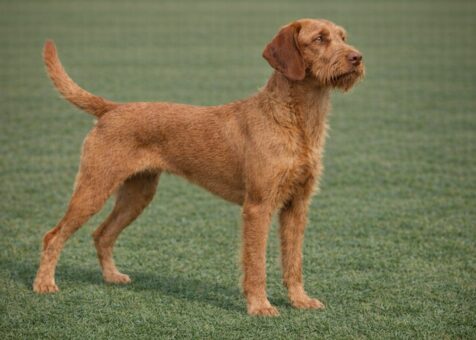 Wirehaired Vizsla