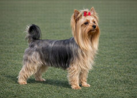 Yorkshire Terrier