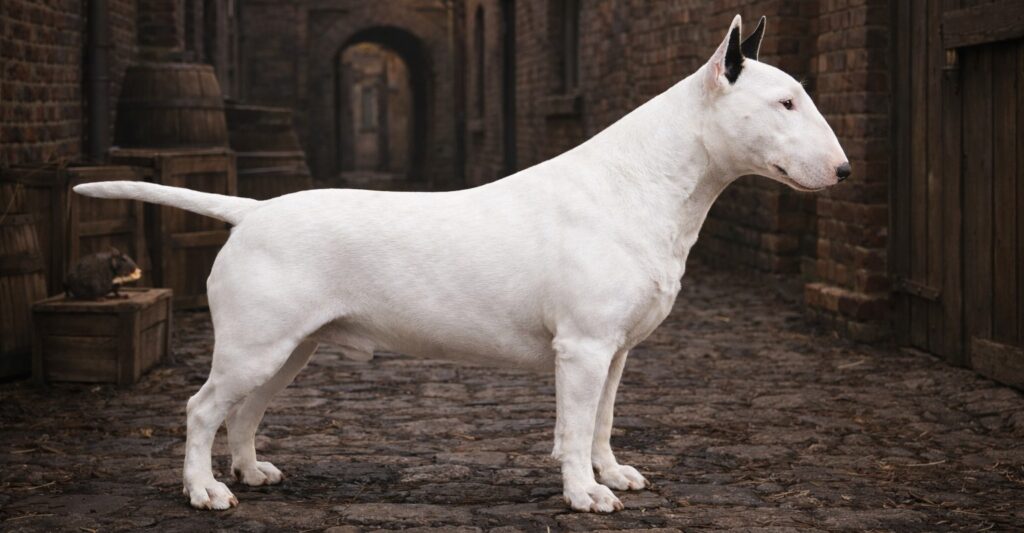 Bull Terrier Origin Picture