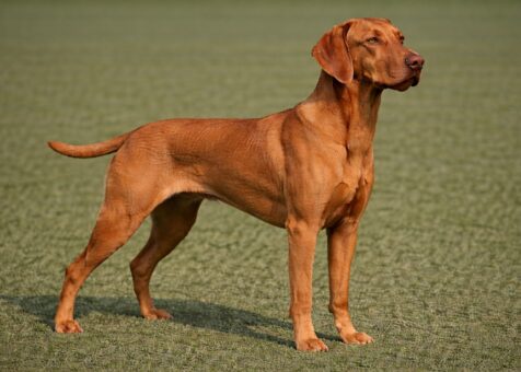 Smooth Vizsla